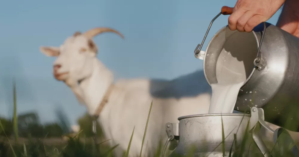 goat milk being poured into a can with goat in background